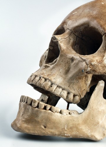 Prehistoryczne zęby 